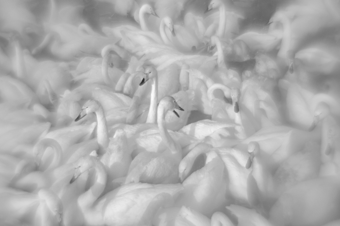 Swans tale that feels like life 
