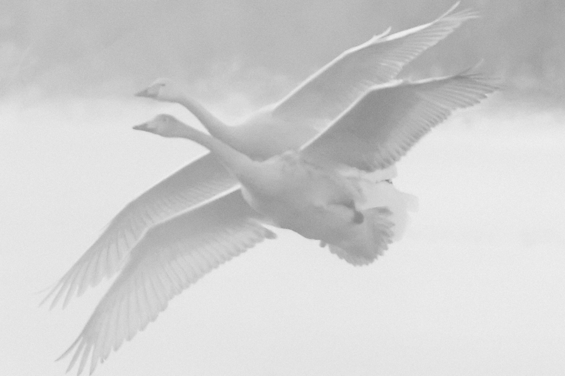 Swans tale that feels like life 