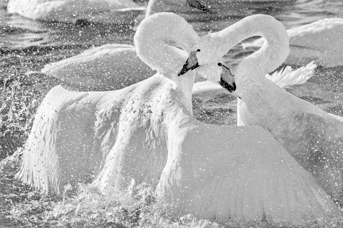 Swans tale that feels like life 