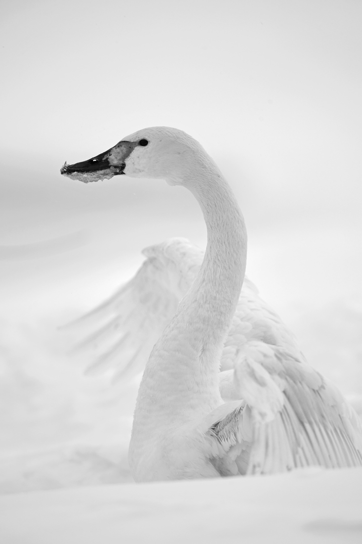 Swans tale that feels like life 