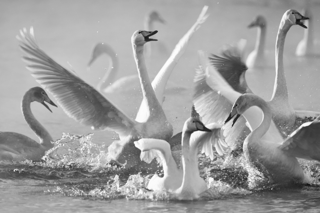 Swans tale that feels like life 