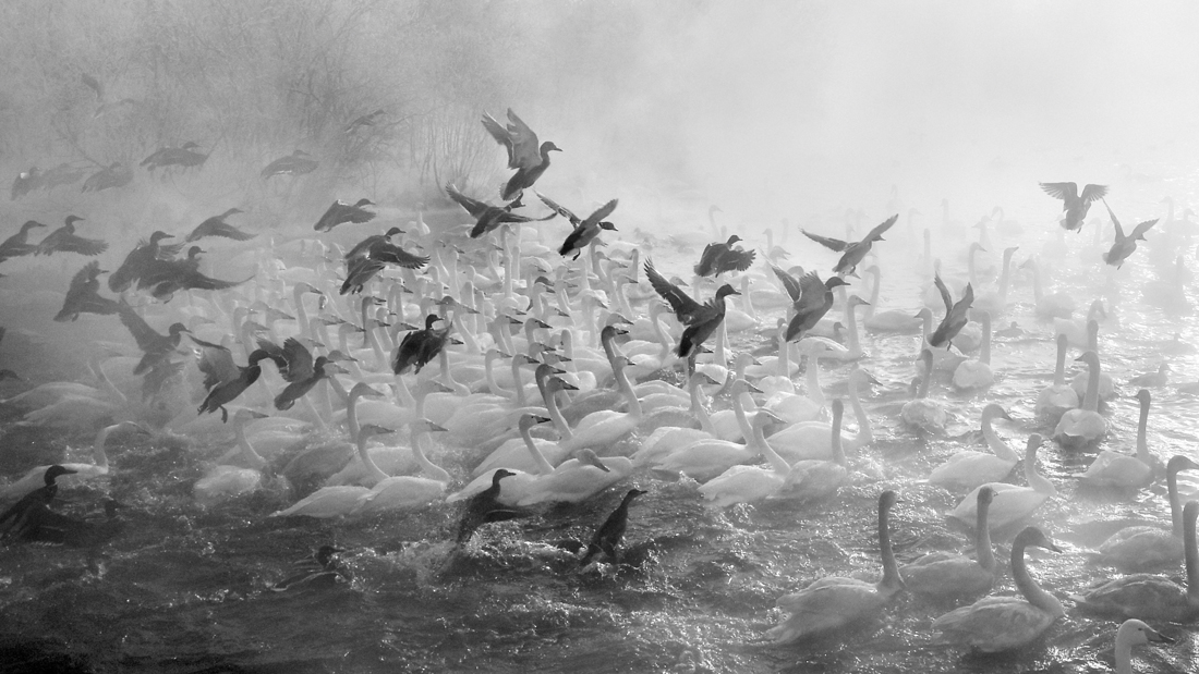 Swans tale that feels like life 