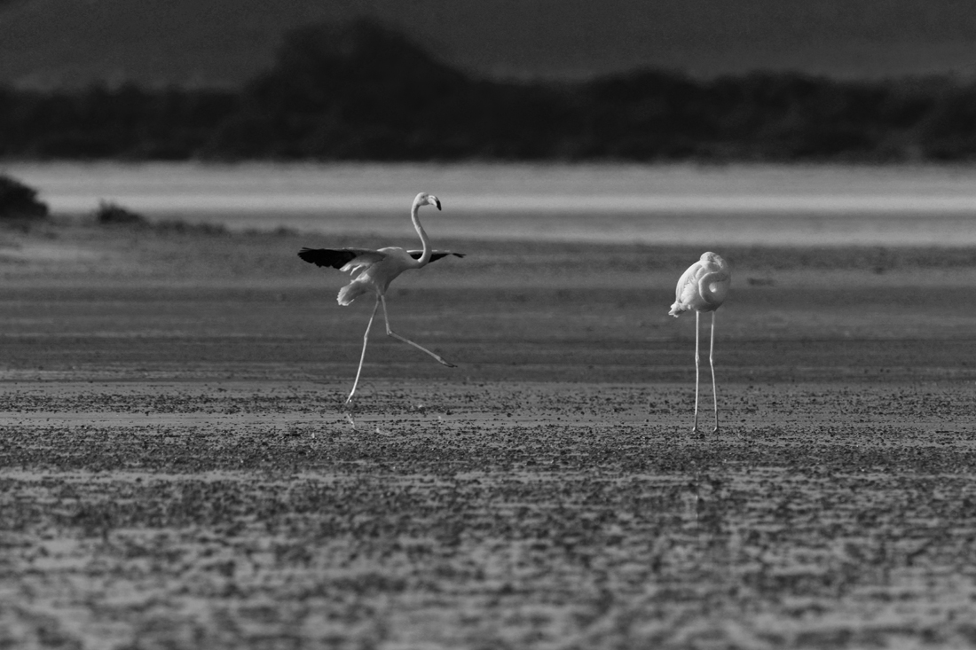 A travel to a colorful life of pink flamingo