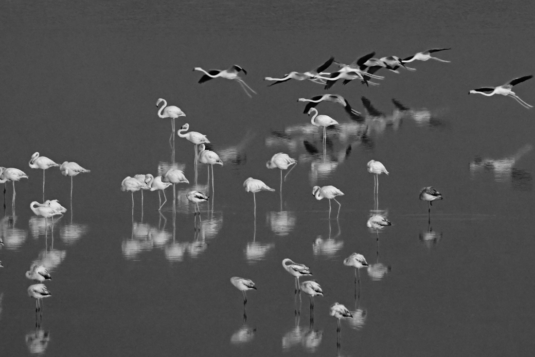 A travel to a colorful life of pink flamingo