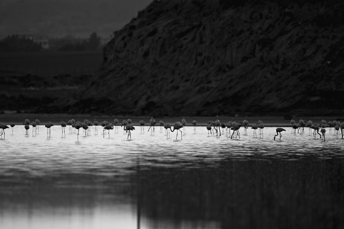 A travel to a colorful life of pink flamingo