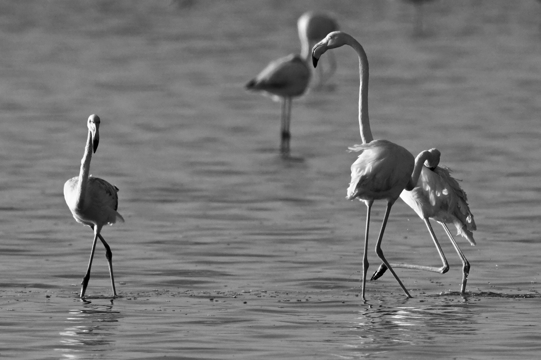 A travel to a colorful life of pink flamingo
