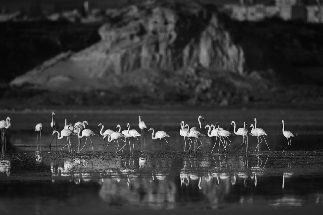 A travel to a colorful life of pink flamingo