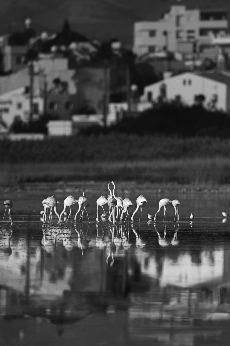A travel to a colorful life of pink flamingo