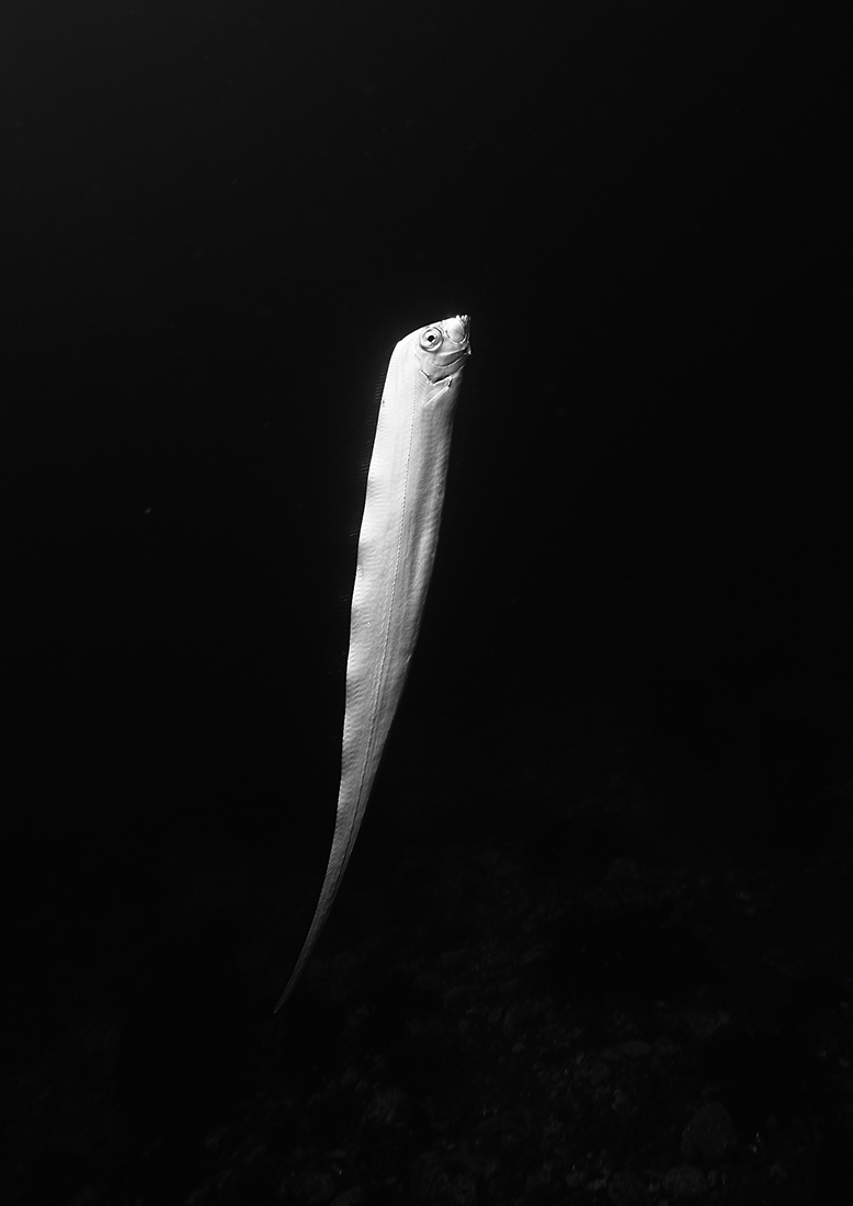 Shiny Deep Sea Fish