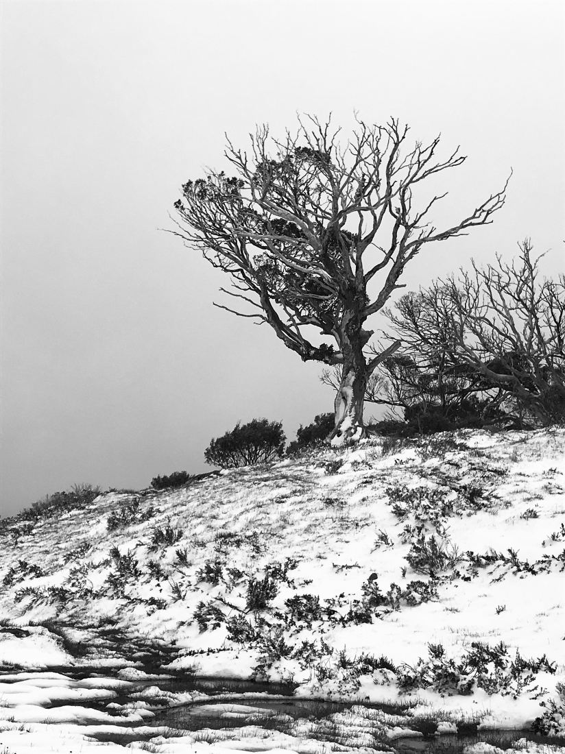 A lonely snowgum
