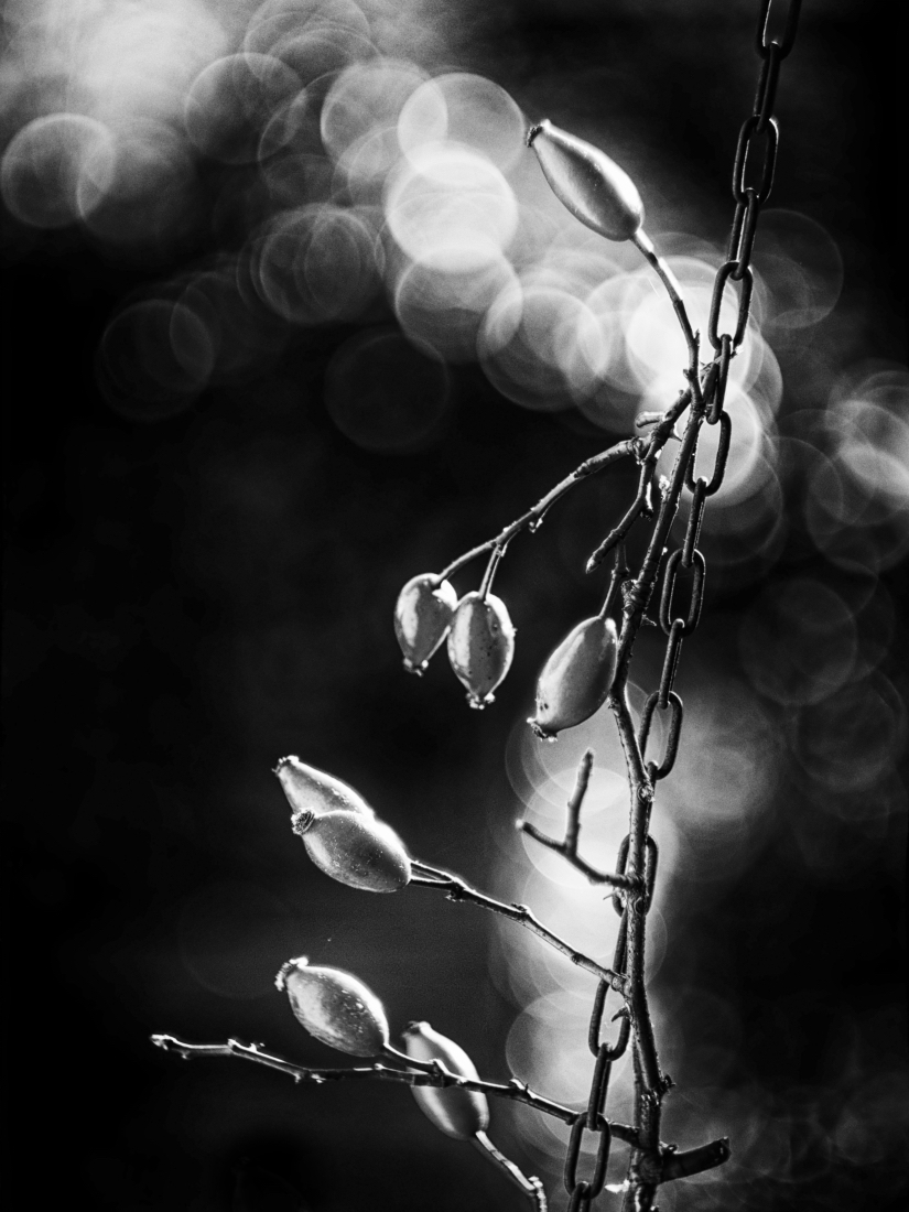 Nature in Bondage