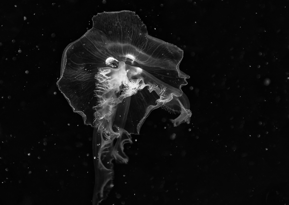 Ghosts of the Ocean 