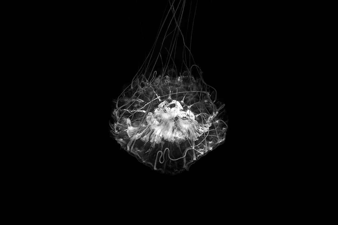Ghosts of the Ocean 