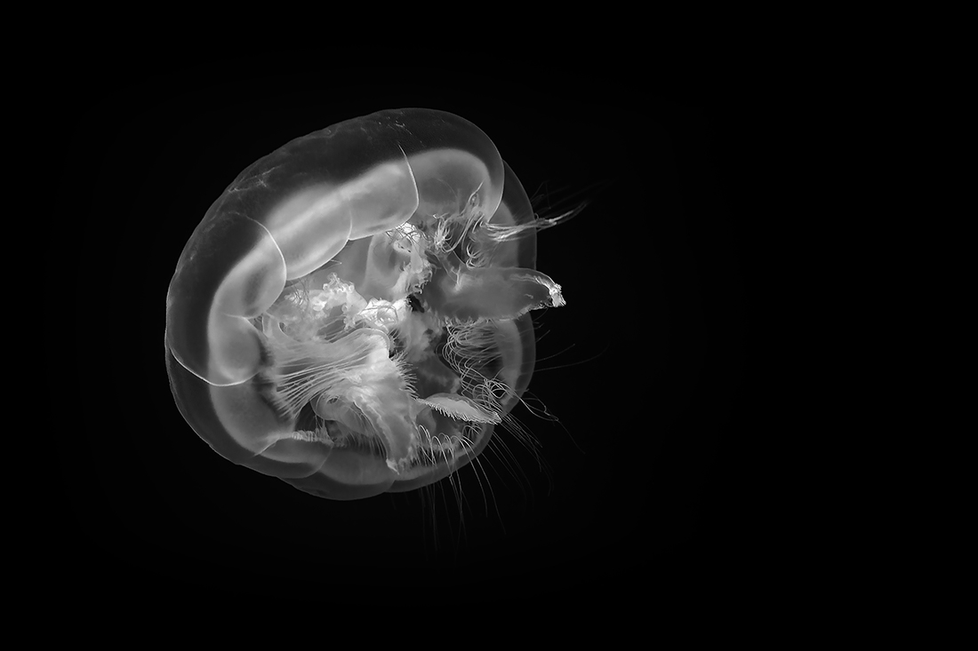 Ghosts of the Ocean 