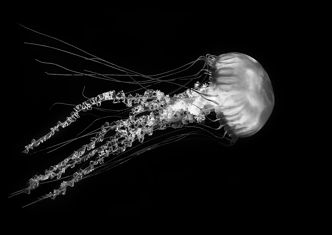 Ghosts of the Ocean 