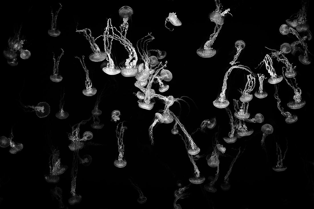 Ghosts of the Ocean 