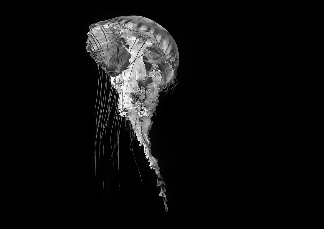 Ghosts of the Ocean 