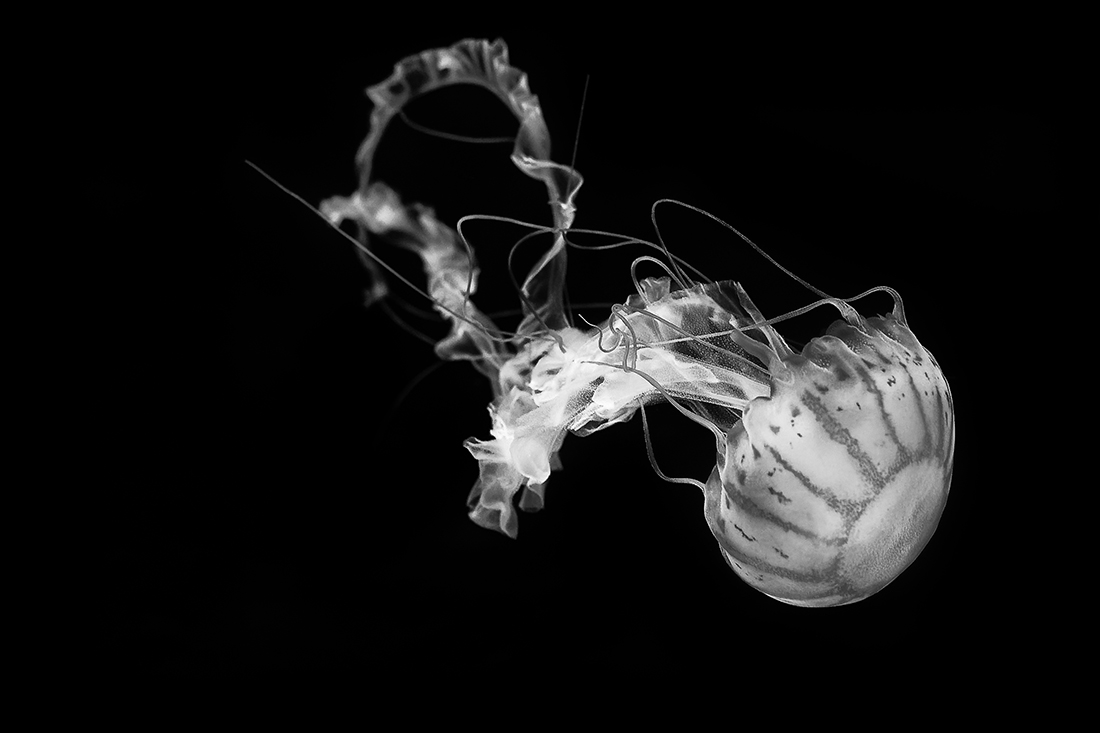 Ghosts of the Ocean 