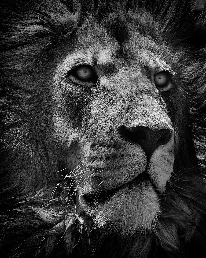 KINGS & QUEENS