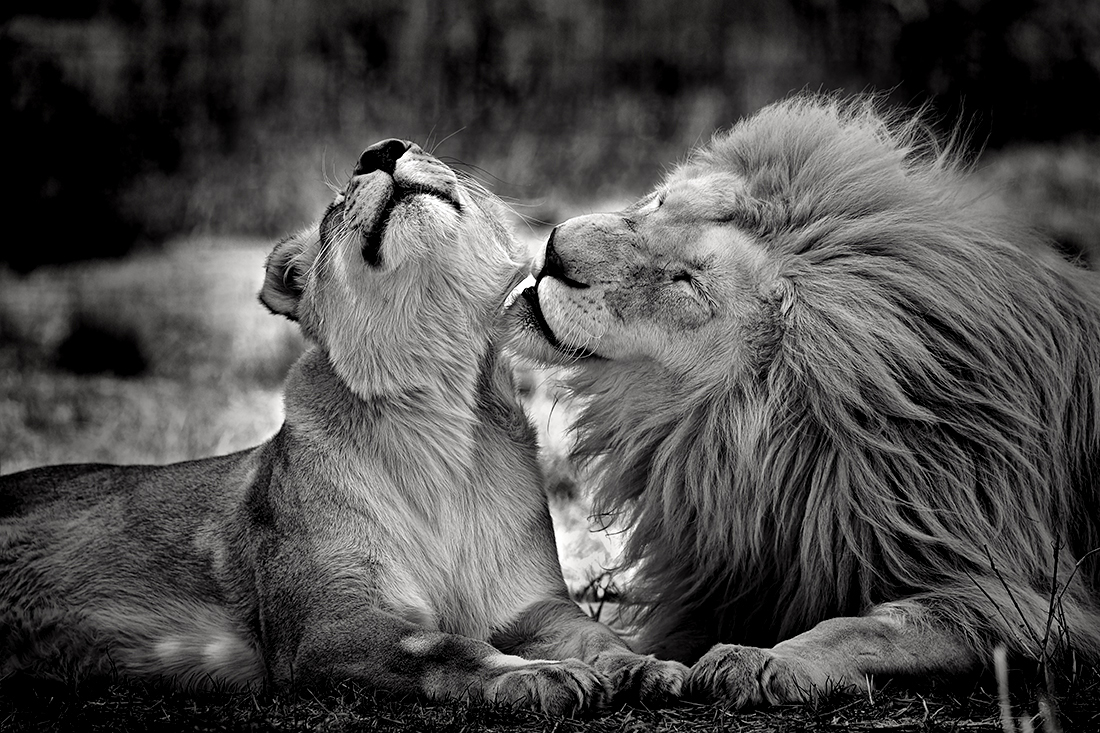 KINGS & QUEENS