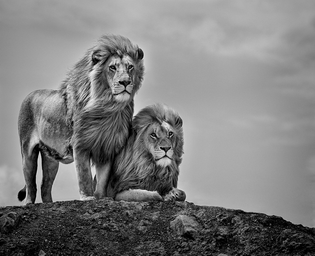 KINGS & QUEENS