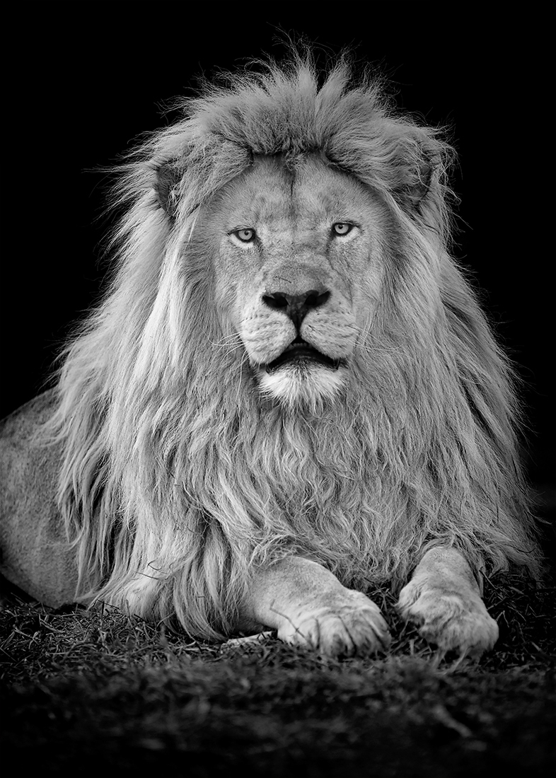 KINGS & QUEENS