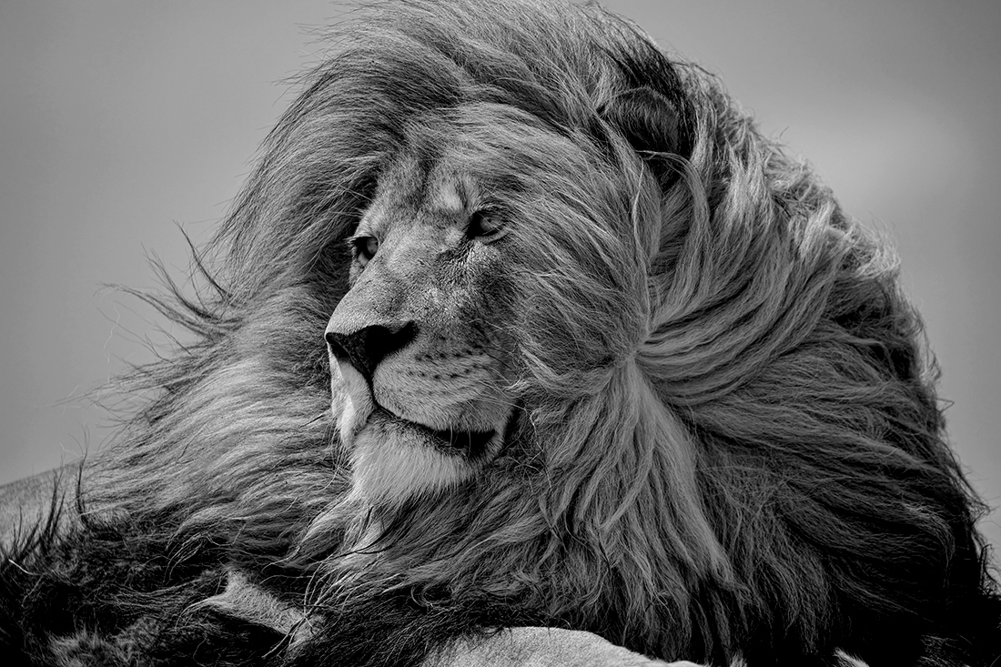 KINGS & QUEENS
