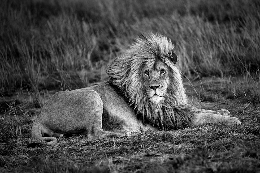 KINGS & QUEENS