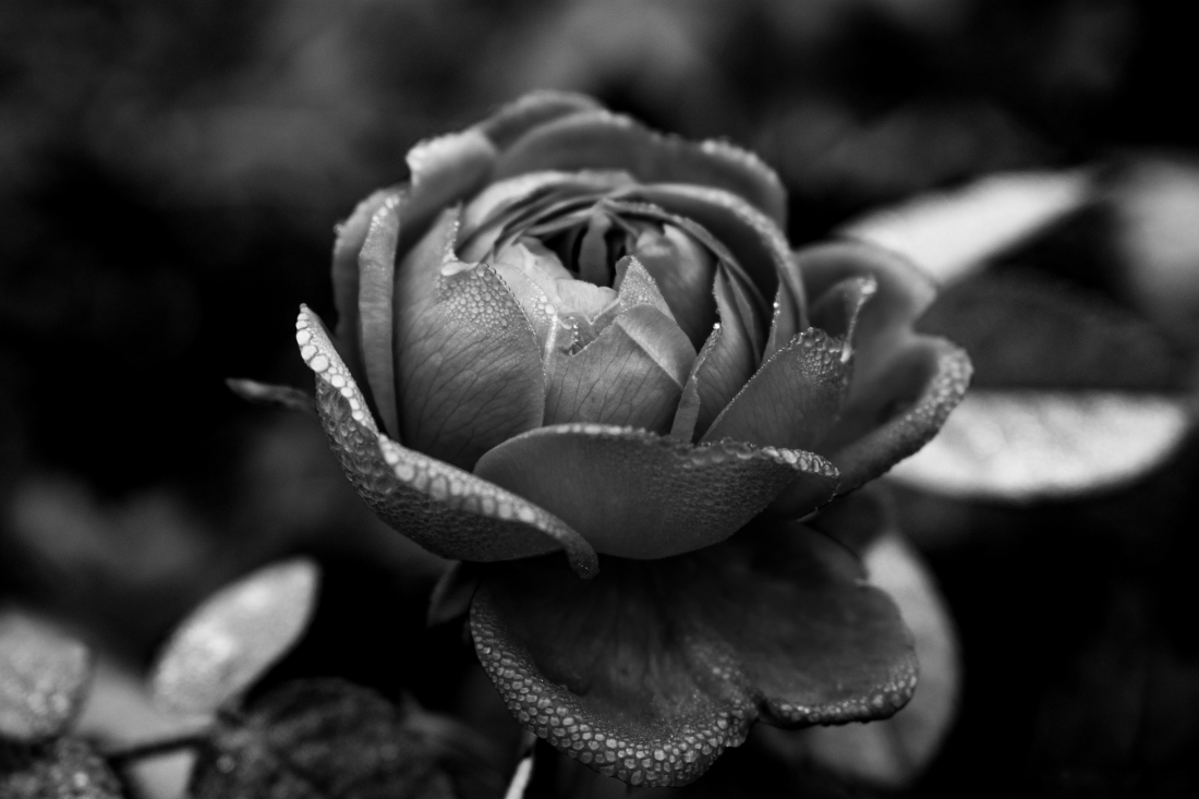 Melancolic Roses