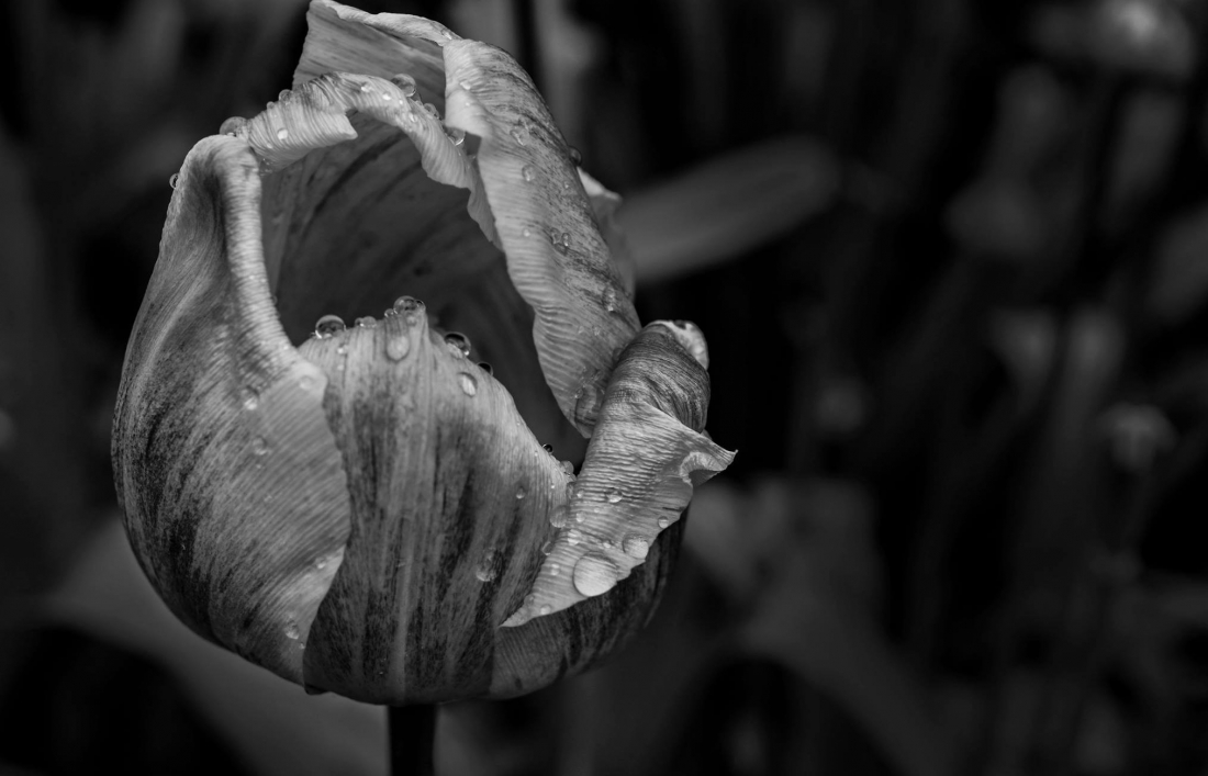 Melancolic Roses