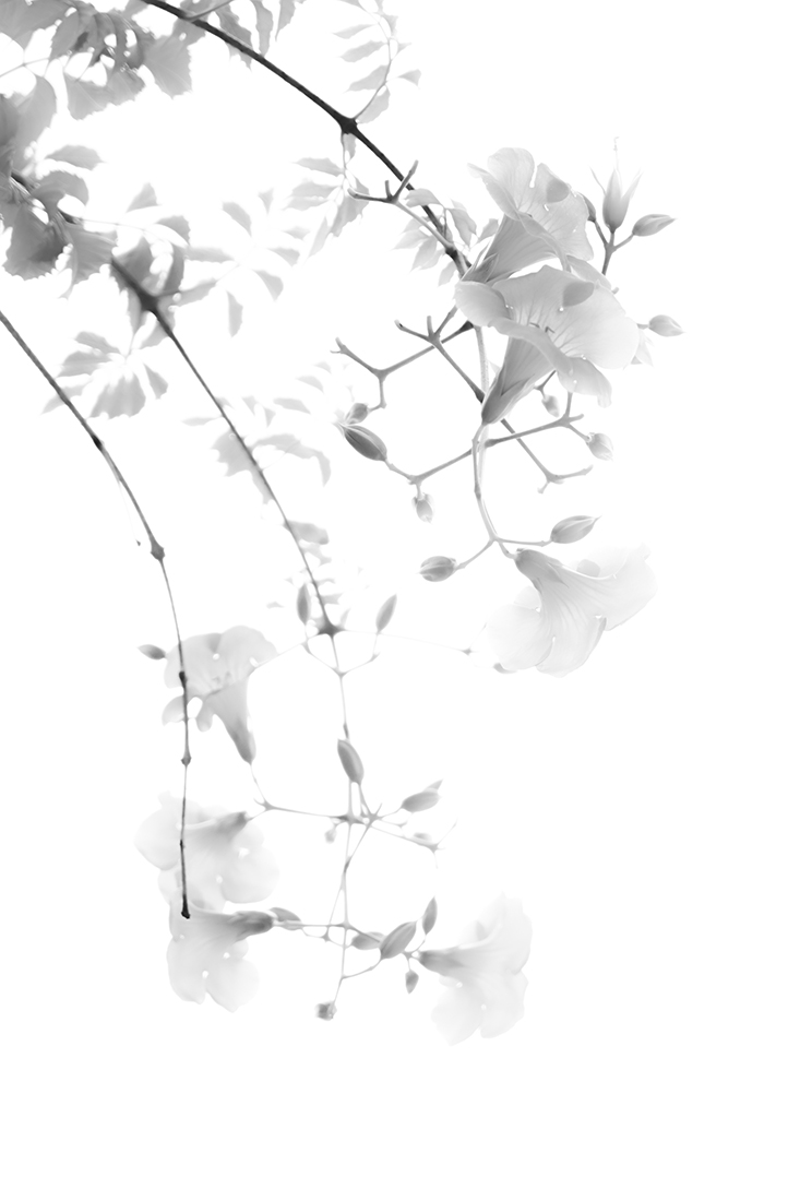 Oriental Ink Painting