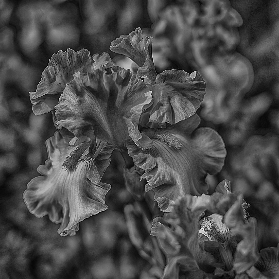 Iris