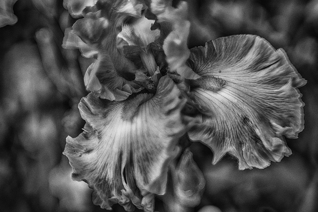 Iris