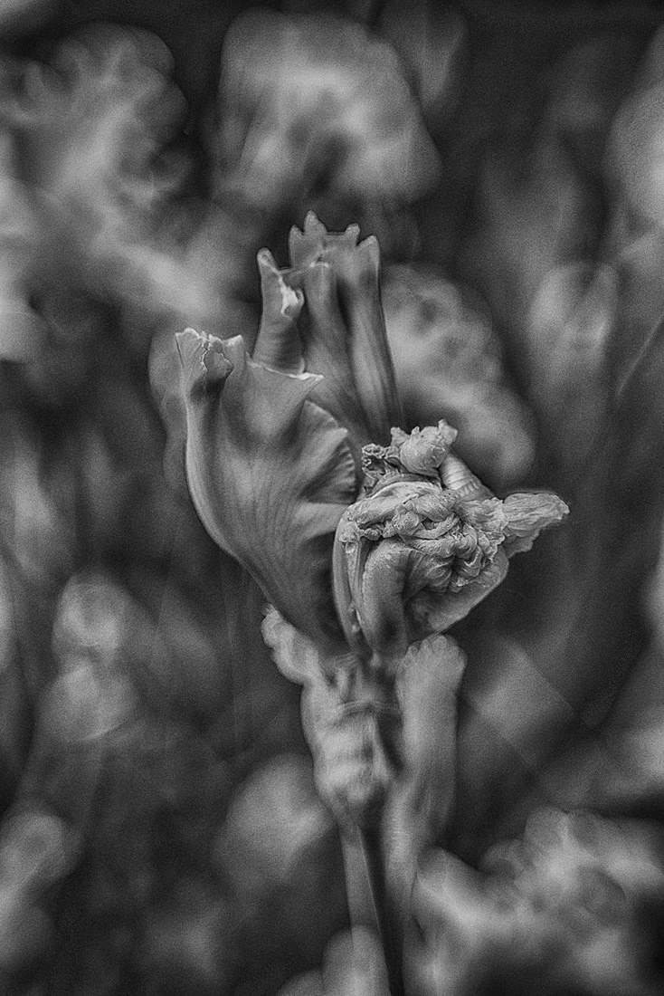 Iris