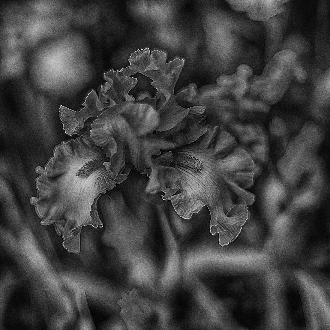 Iris