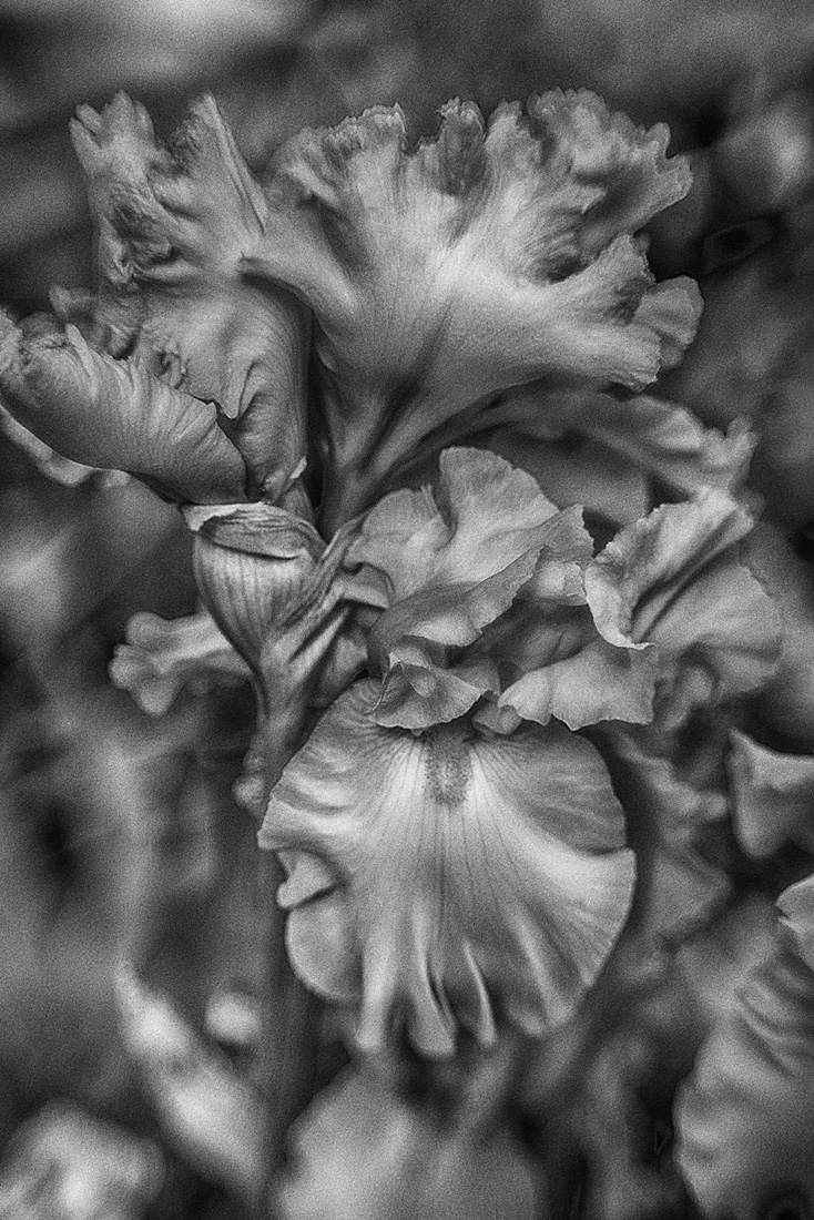 Iris
