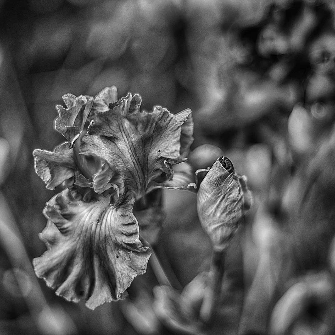 Iris