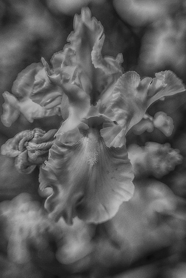 Iris