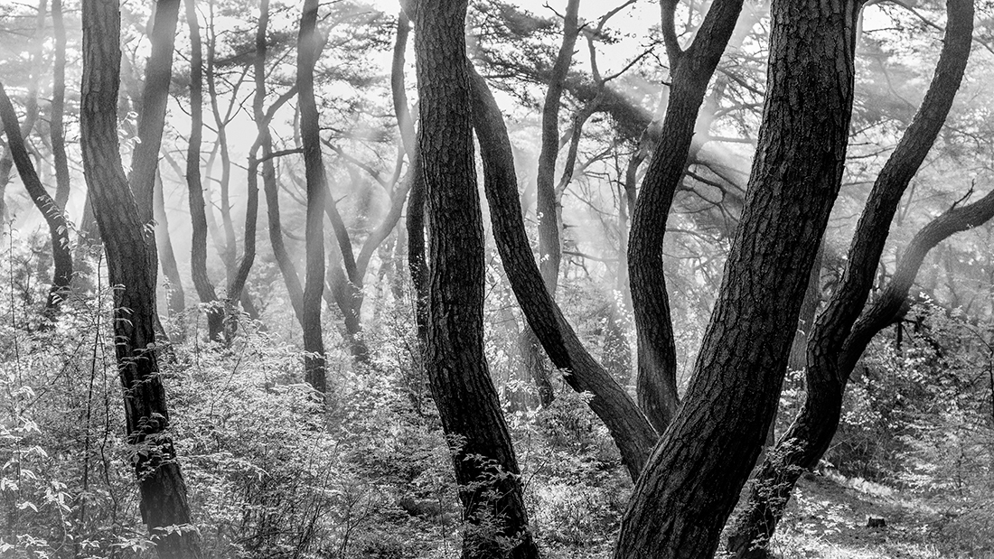 Pine Grove