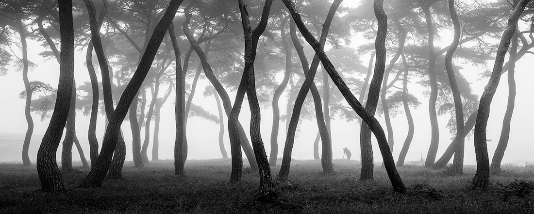 Pine Grove