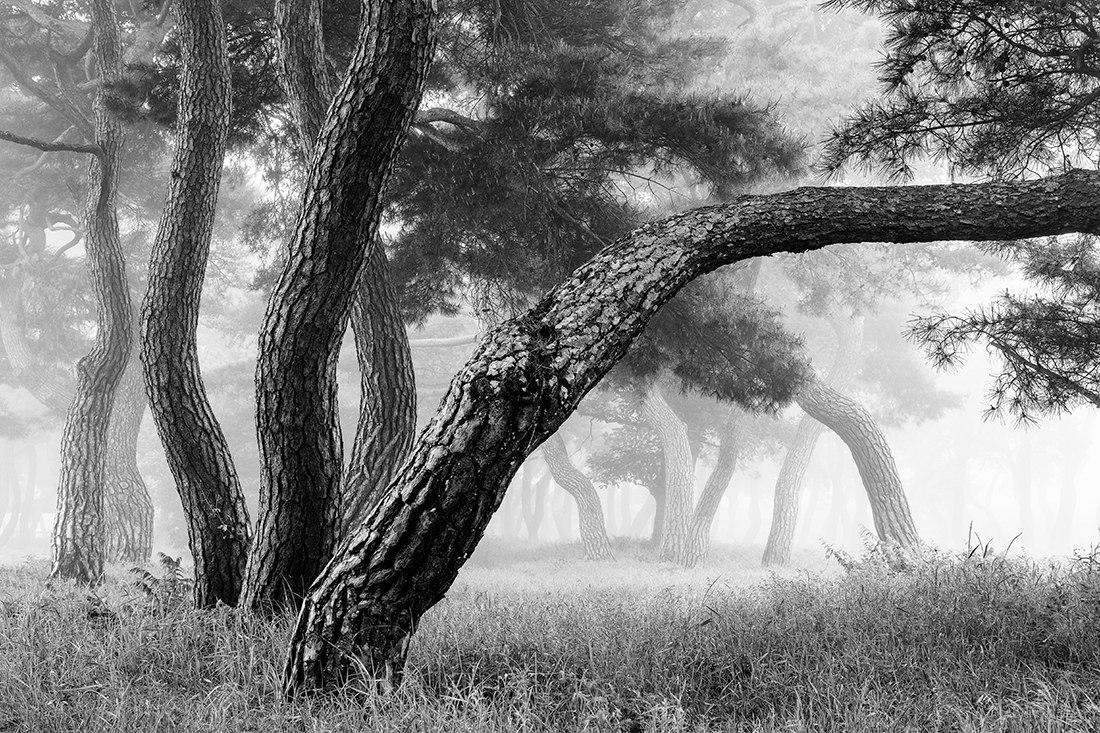 Pine Grove