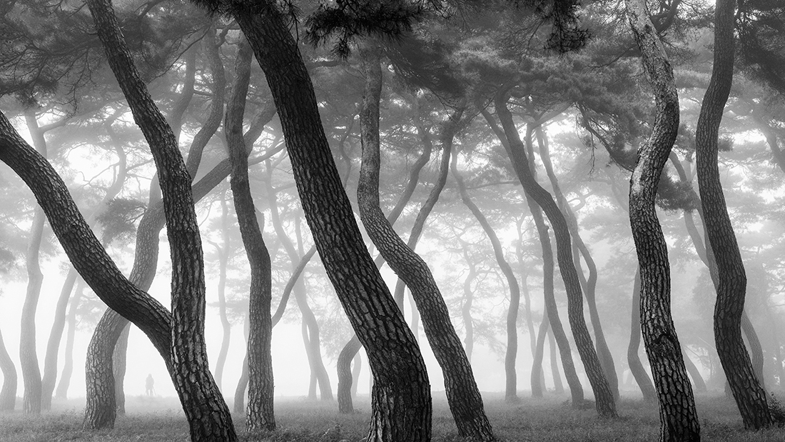 Pine Grove