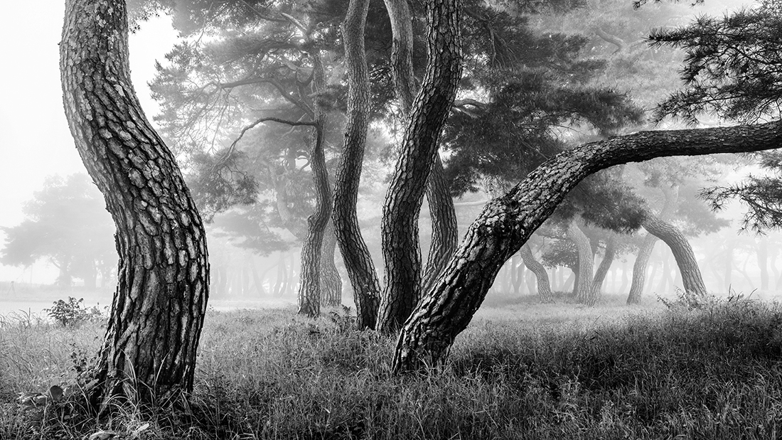 Pine Grove
