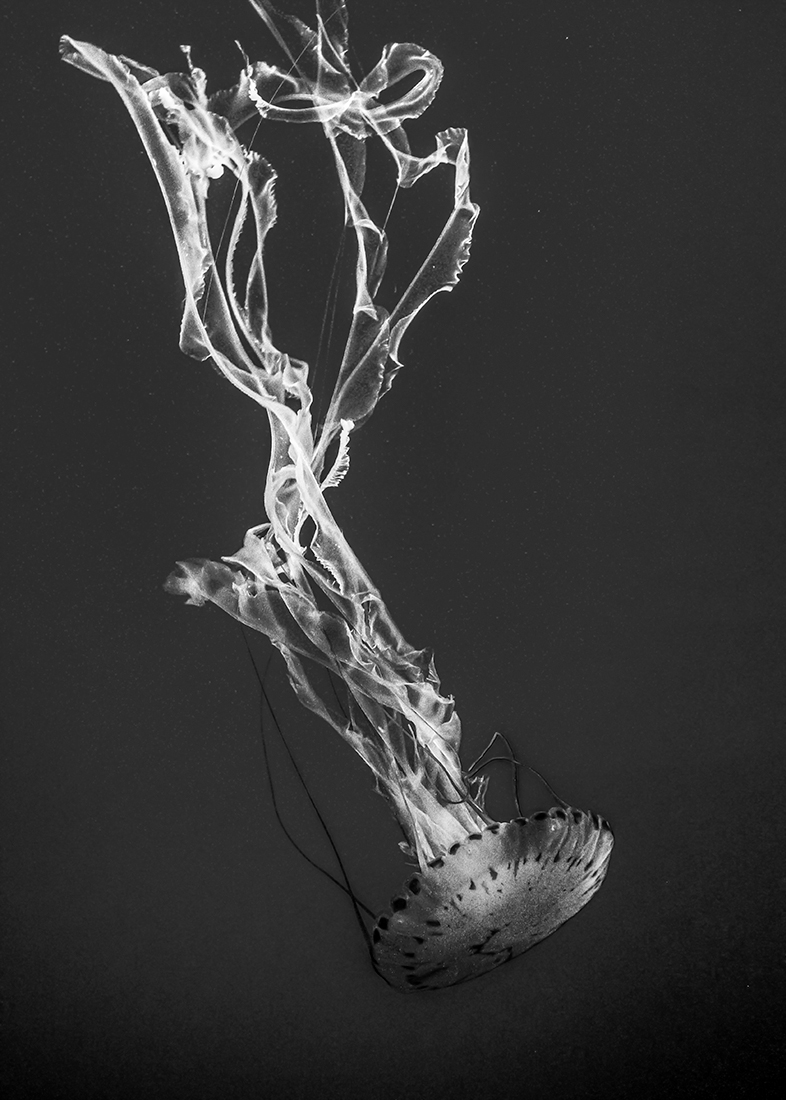 Jellyfish Swimming
