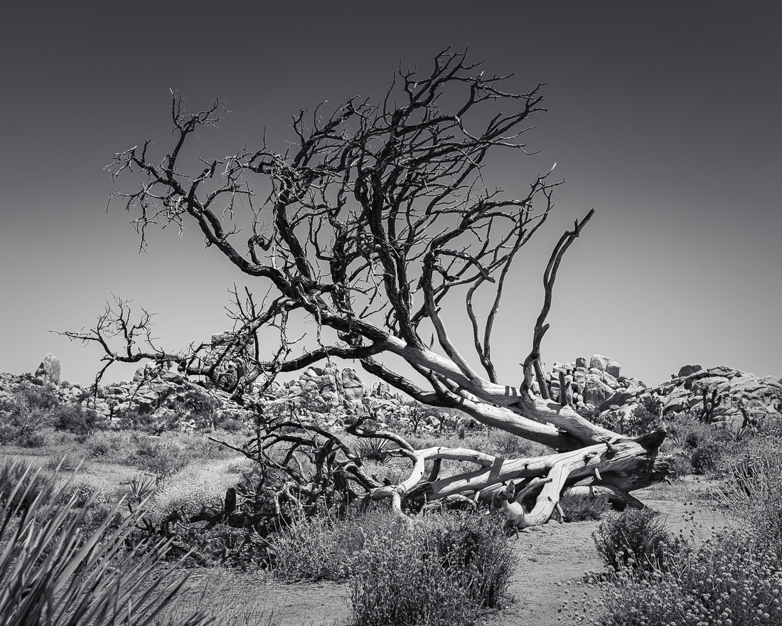 Joshua Tree