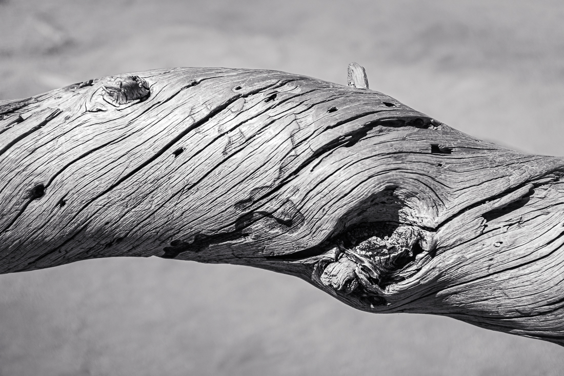 Joshua Tree