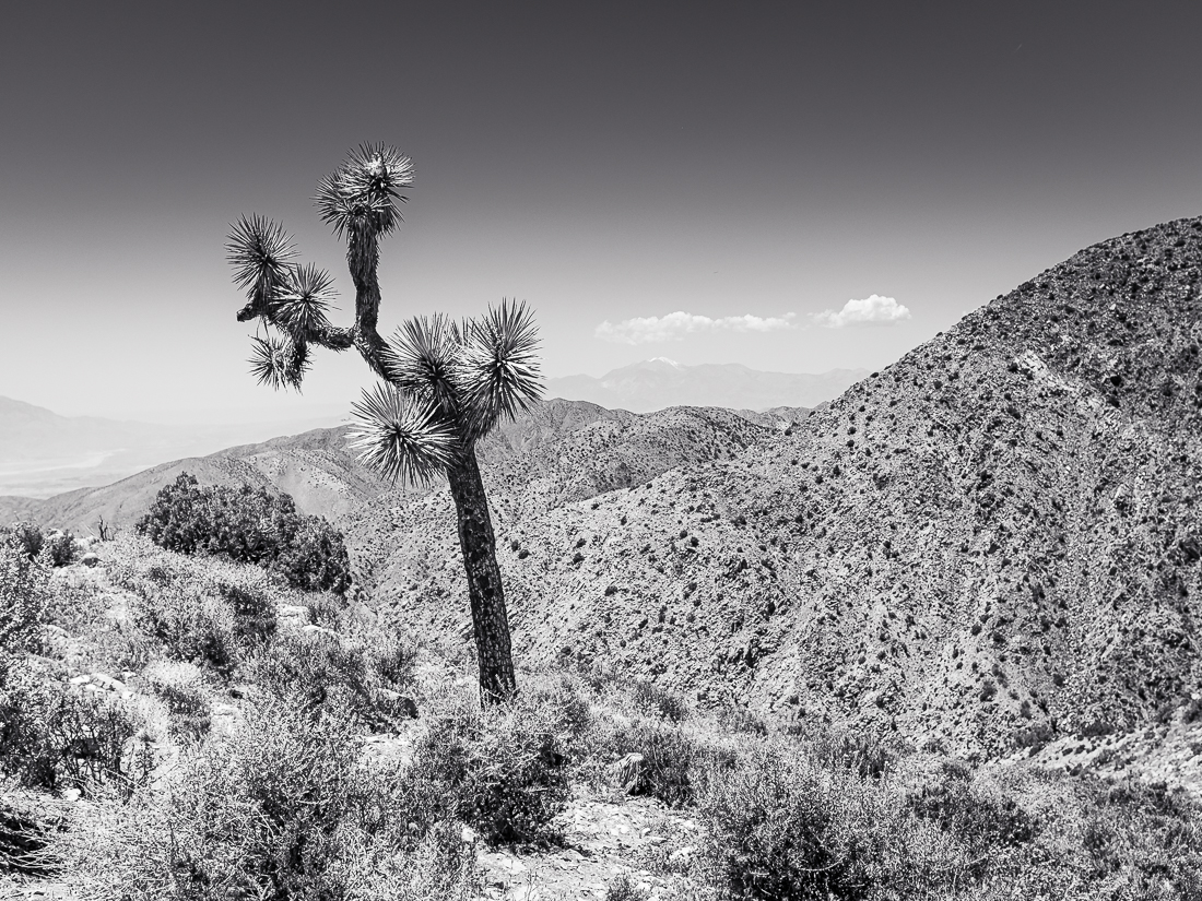Joshua Tree