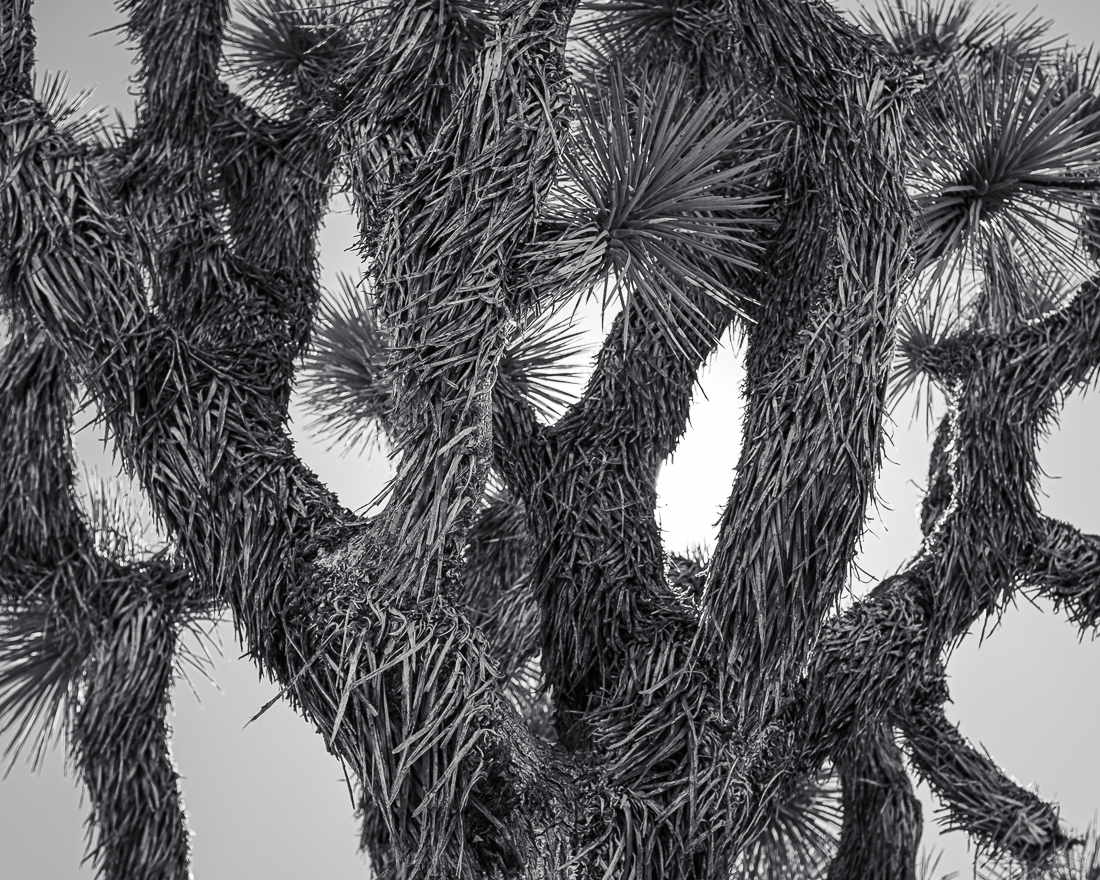 Joshua Tree