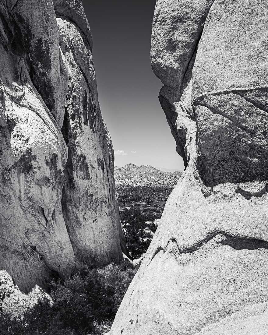Joshua Tree