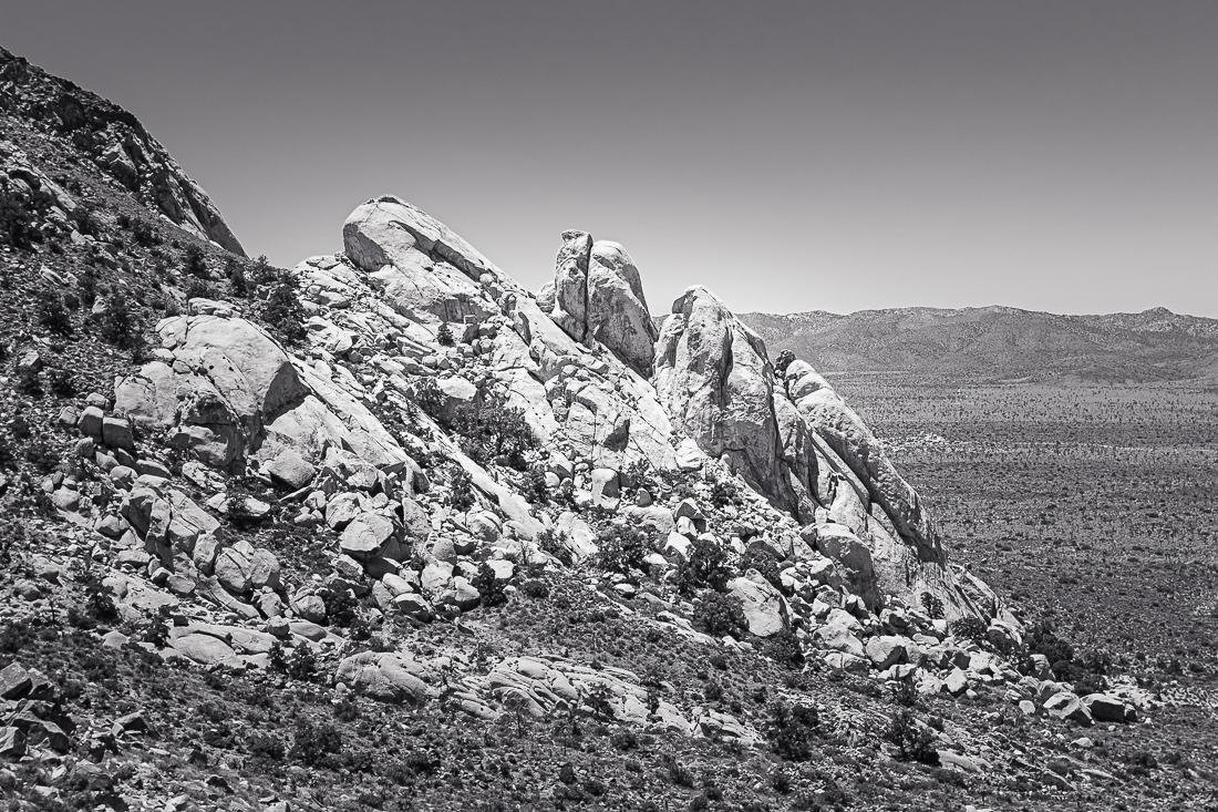 Joshua Tree